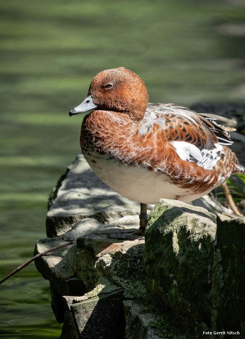 Pfeifenten-Weibchen am 13. Juli 2018 am Großen Teich im Grünen Zoo Wuppertal (Foto Gerrit Nitsch)
