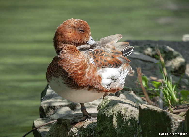 Pfeifenten-Weibchen am 13. Juli 2018 am Großen Teich im Wuppertaler Zoo (Foto Gerrit Nitsch)