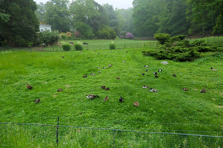 Reiherenten mit anderem Wassergeflügel am 6. Juni 2021 auf der Wiese für Wassergeflügel in der Nähe des Blumen-Rondells im Wuppertaler Zoo