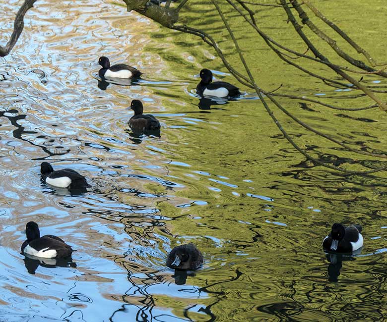Reiherenten am 9. März 2022 auf dem kleinen Teich für Wassergeflügel im Zoologischen Garten der Stadt Wuppertal
