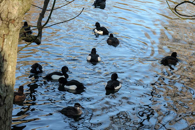 Reiherenten am 9. März 2022 auf dem kleinen Teich für Wassergeflügel im Grünen Zoo Wuppertal