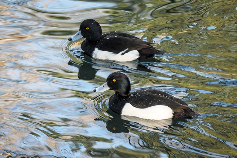 Reiherenten am 9. März 2022 auf dem kleinen Teich für Wassergeflügel im Wuppertaler Zoo
