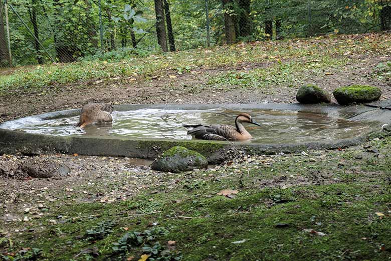 Schwanengans-Paar am 27. September 2020 im Wasser der Außenanlage im Grünen Zoo Wuppertal