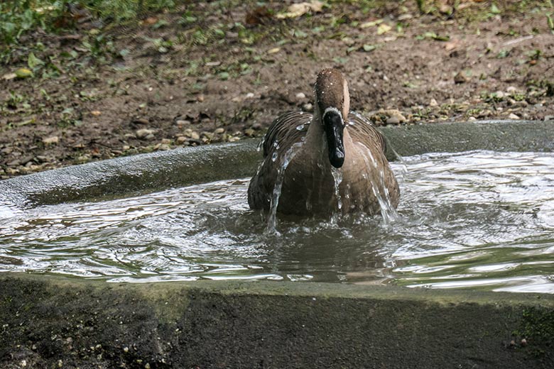 Schwanengans am 27. September 2020 im Wasser der Außenanlage im Zoologischen Garten Wuppertal