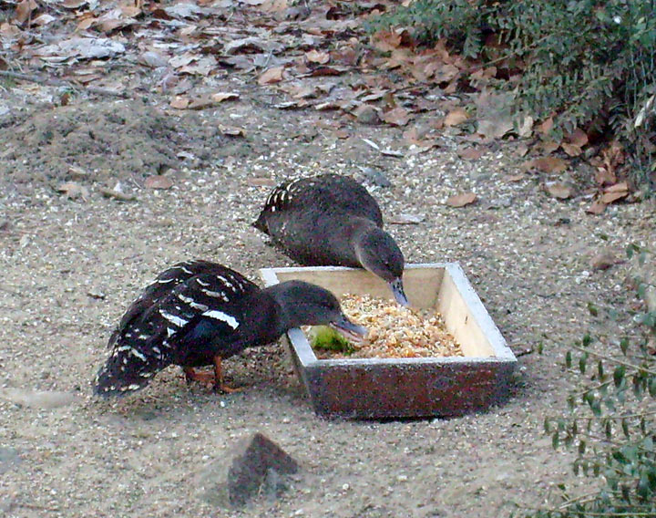 Schwarzenten im Zoologischen Garten Wuppertal im Januar 2009