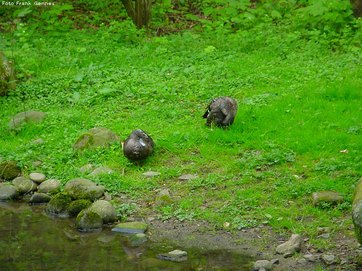 Schwarzenten im Zoologischen Garten Wuppertal im Mai 2008 (Foto Frank Gennes)
