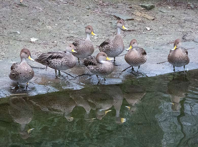 Spitzschwanzenten am 1. März 2019 auf der Außenanlage unterhalb des Vogel-Hauses im Grünen Zoo Wuppertal