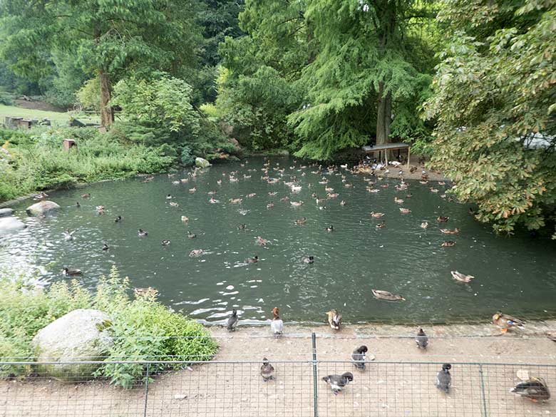 Stockenten mit anderem Wassergeflügel am 16. August 2019 auf dem Teich am Blumenrondell im Grünen Zoo Wuppertal