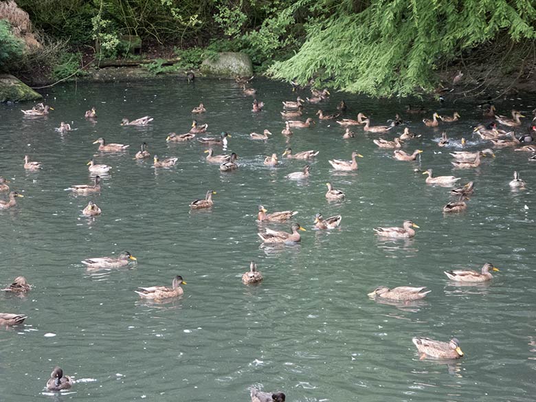 Stockenten mit anderem Wassergeflügel am 16. August 2019 auf dem Teich am Blumenrondell im Zoo Wuppertal