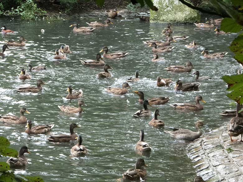 Stockenten mit anderem Wassergeflügel am 16. August 2019 auf dem Teich am Blumenrondell im Zoologischen Garten der Stadt Wuppertal