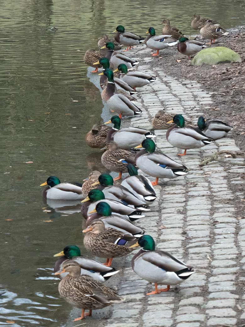 Einige der Stockenten am Teich der Yak-Anlage am 17. Februar 2020 im Grünen Zoo Wuppertal