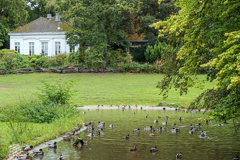 Viele Stockenten am 27. September 2020 im Wuppertaler Zoo auf dem Teich der ehemaligen Vogelwiese, auf der derzeit ein Paar Haus-Yaks lebt