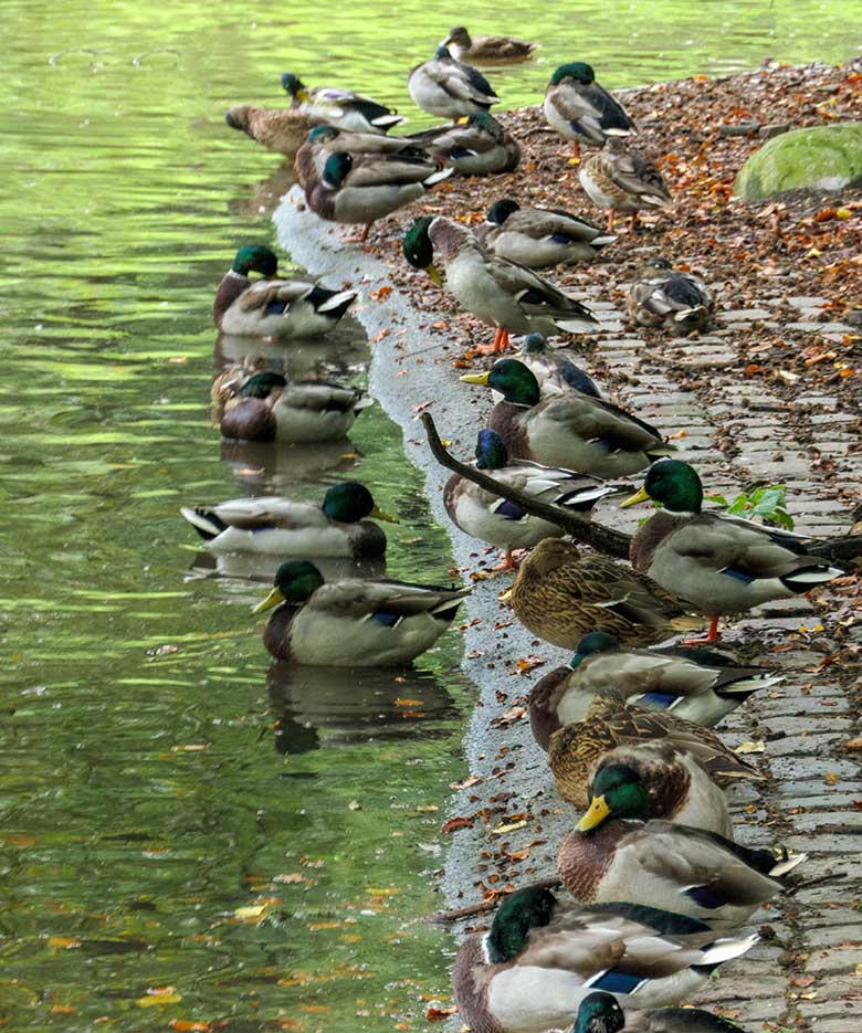 Viele Stockenten am 27. September 2020 im Grünen Zoo Wuppertal am Teich der ehemaligen Vogelwiese, auf der derzeit ein Paar Haus-Yaks lebt