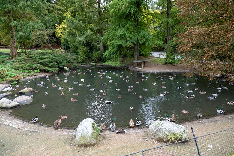 Mehrheitlich Stockenten und einige andere Entenvögel am 30. September 2020 auf dem Teich für Wassergeflügel in der Nähe des Blumen-Rondells im Zoo Wuppertal