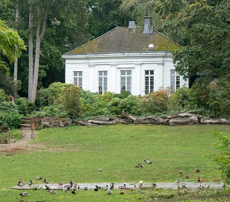 Viele Stockenten am 3. Oktober 2020 im Grünen Zoo Wuppertal auf der ehemaligen Vogelwiese, auf der derzeit ein Paar Haus-Yaks lebt