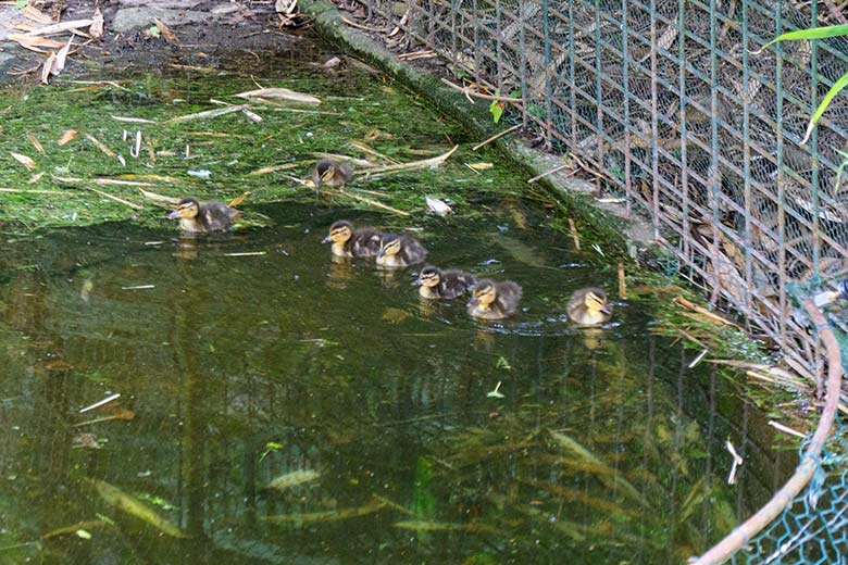 Sieben Stockenten-Küken am 25. Juni 2021 im Wasser der linken Außenanlage unterhalb des Vogel-Hauses im Zoo Wuppertal