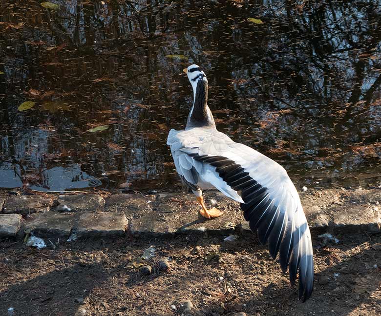 Streifengans am 17. November 2018 am Teich in der Nähe des Blumenrondells im Zoologischen Garten Wuppertal