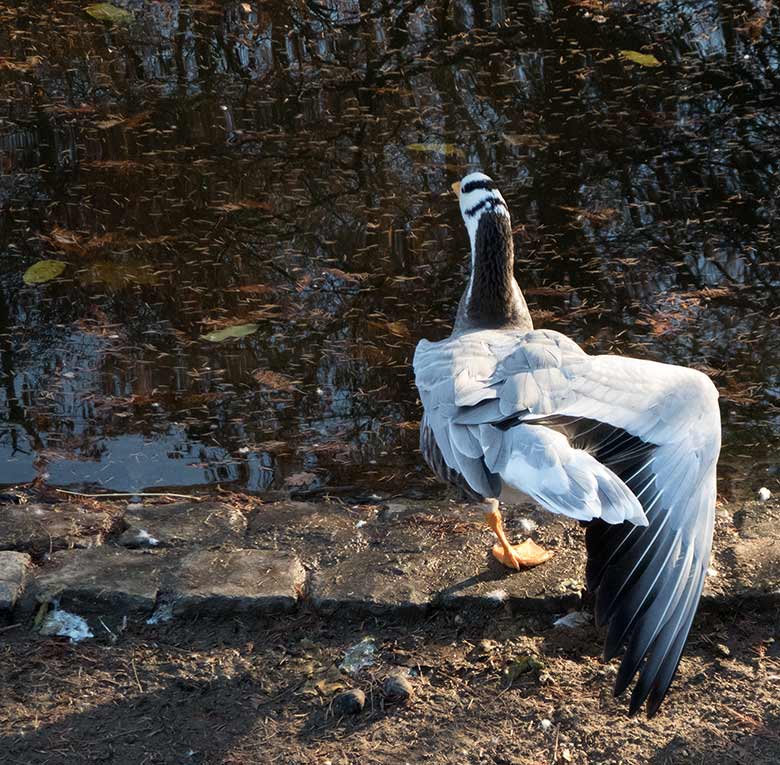 Streifengans am 17. November 2018 am Teich in der Nähe des Blumenrondells im Grünen Zoo Wuppertal