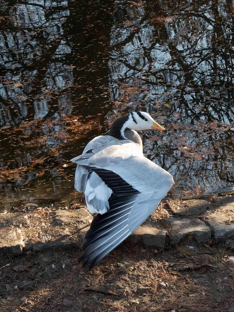 Streifengans am 17. November 2018 am Teich in der Nähe des Blumenrondells im Wuppertaler Zoo