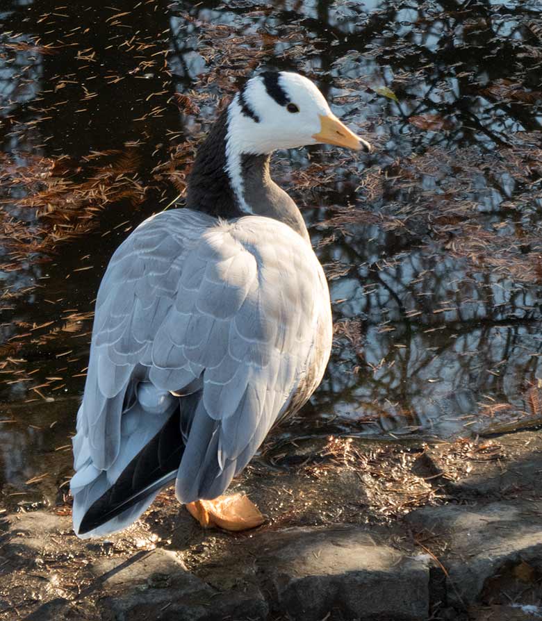 Streifengans am 17. November 2018 am Teich in der Nähe des Blumenrondells im Zoologischen Garten der Stadt Wuppertal