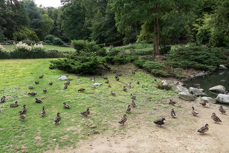 Letzte Streifengans inmitten von Stockenten am 25. August 2020 auf der Anlage für Wassergeflügel in der Nähe des Blumen-Rondells im Grünen Zoo Wuppertal