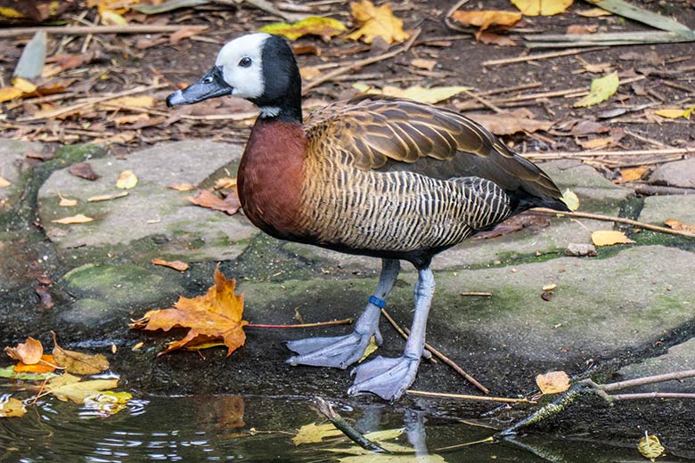 Witwenpfeifgans am 1. November 2020 auf der Anlage für Wassergeflügel unterhalb des Vogel-Hauses im Grünen Zoo Wuppertal