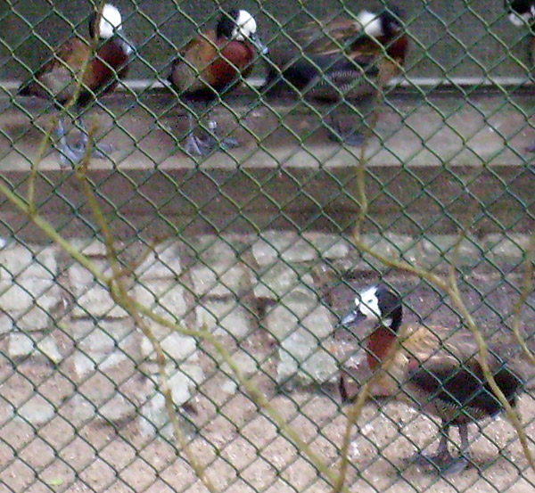 Witwenpfeifgänse im Wintergehege im Wuppertaler Zoo im Januar 2009