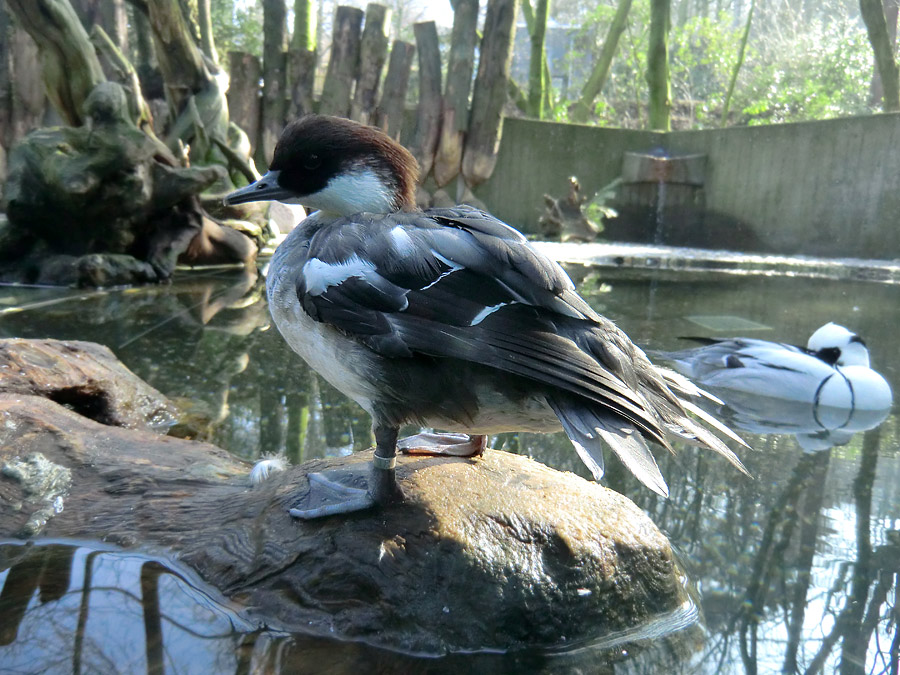 Zwergsäger im Zoologischen Garten Wuppertal im März 2012