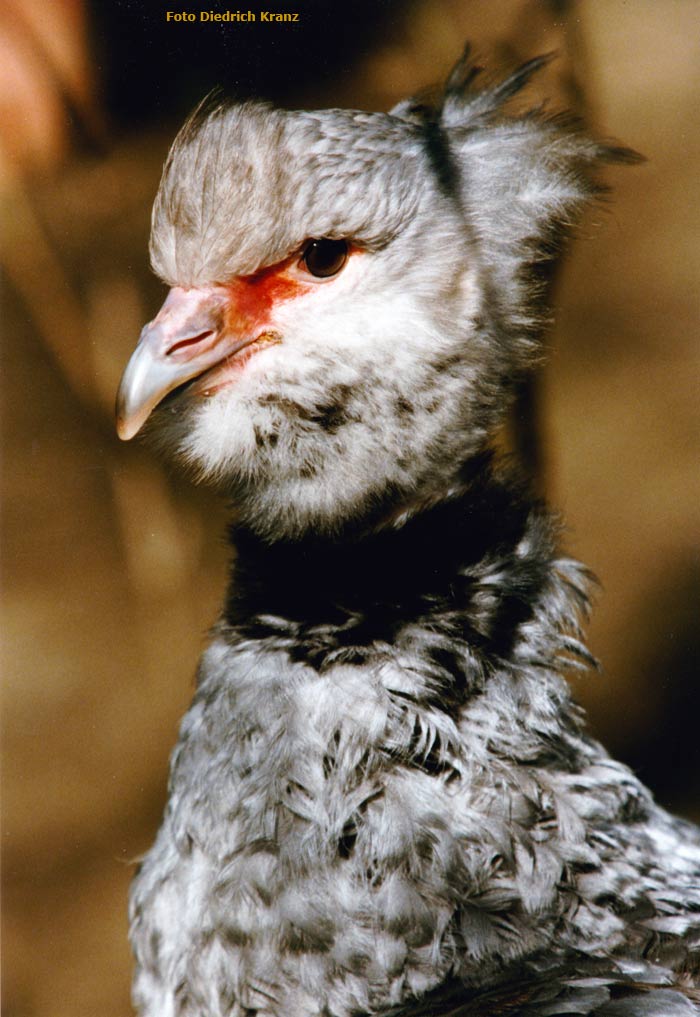 Halsband-Wehrvogel im Wuppertaler Zoo im März 1998 (Foto Diedrich Kranz)