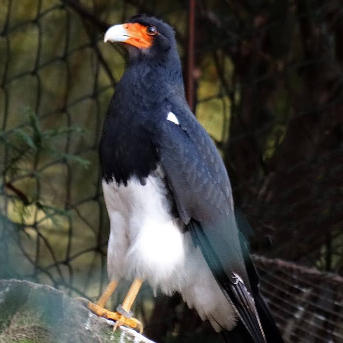 Andenkarakara im Wuppertaler Zoo im November 2014