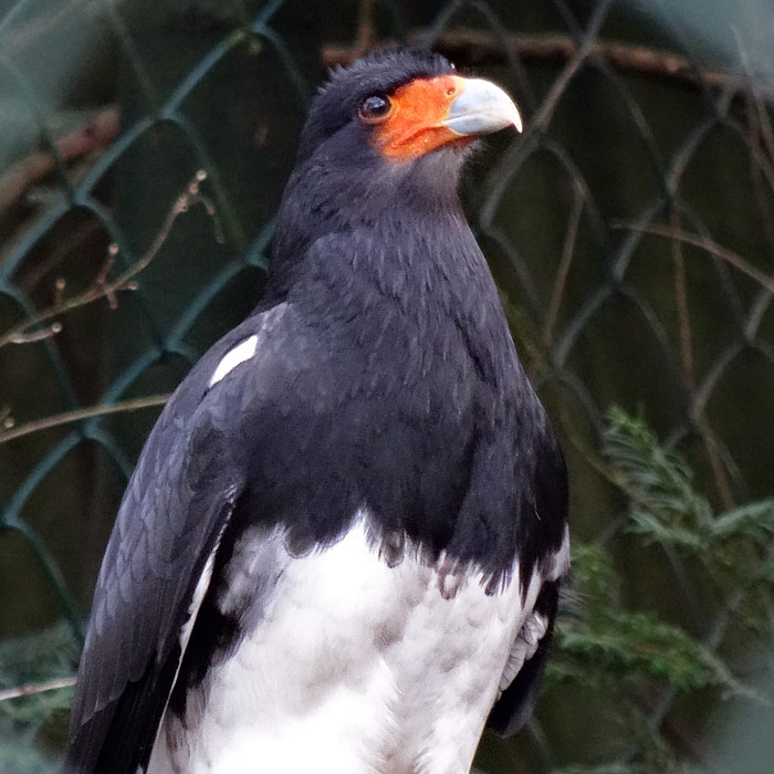 Andenkarakara im Wuppertaler Zoo im Januar 2015