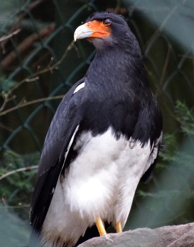 Andenkarakara im Zoologischen Garten Wuppertal im Januar 2015