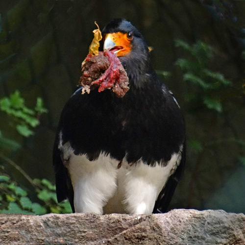 Andenkarakara am 30. Oktober 2015 im Grünen Zoo Wuppertal