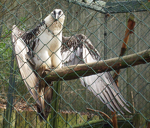 Bartgeier im Wuppertaler Zoo im März 2009
