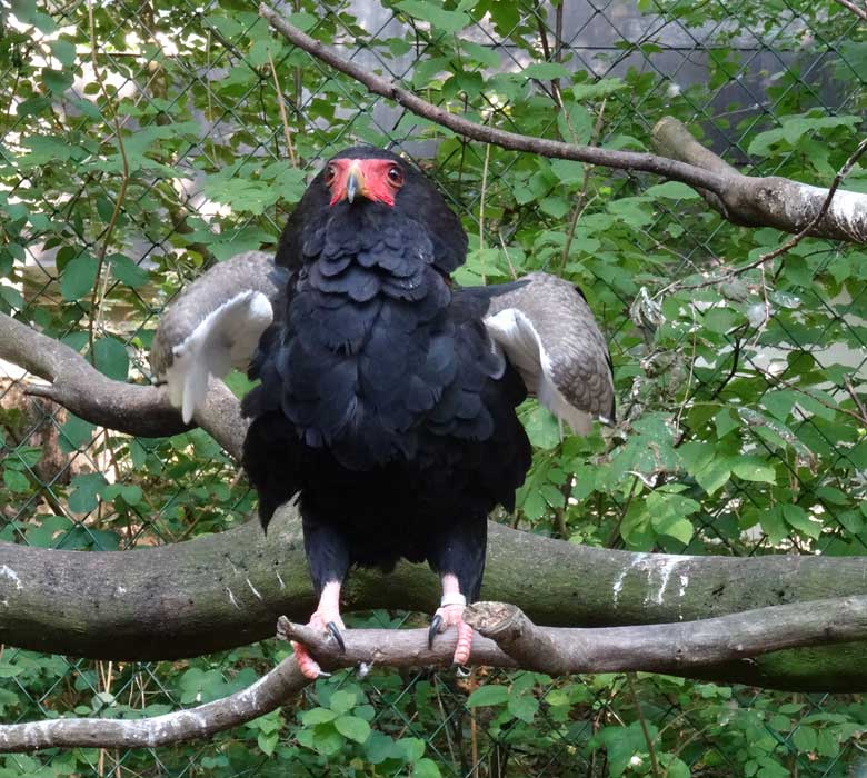Gaukler am 8. September 2016 in der Voliere im Wuppertaler Zoo