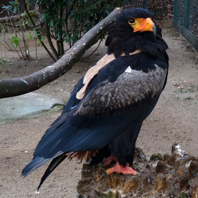 Neues Gaukler-Männchen am 17. Dezember 2016 in der Greifvogelvoliere im Grünen Zoo Wuppertal
