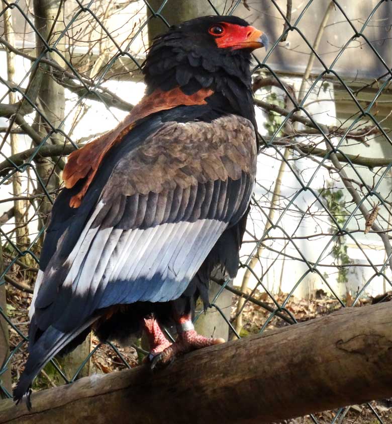 Gaukler-Weibchen am 24. Februar 2017 in der Greifvogelvoliere im Grünen Zoo Wuppertal