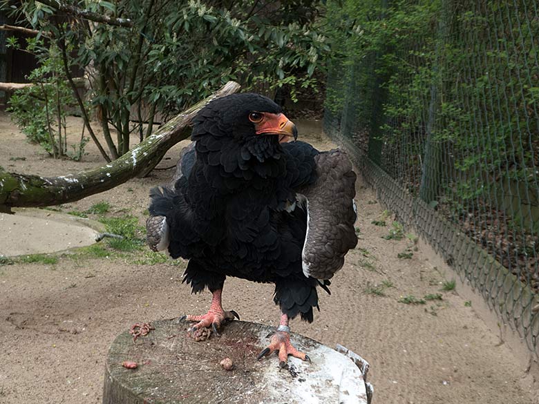 Gaukler-Weibchen am 12. April 2019 in der Greifvogelvoliere im Zoo Wuppertal
