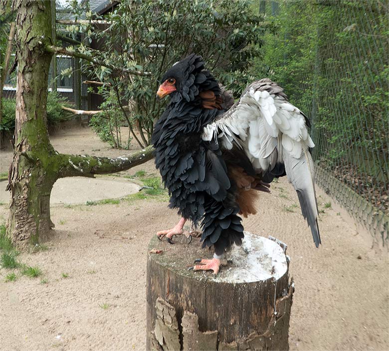 Gaukler-Weibchen am 12. April 2019 in der Greifvogelvoliere im Wuppertaler Zoo