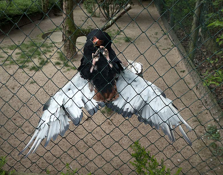 Gaukler-Weibchen am 12. April 2019 in der Greifvogelvoliere im Grünen Zoo Wuppertal