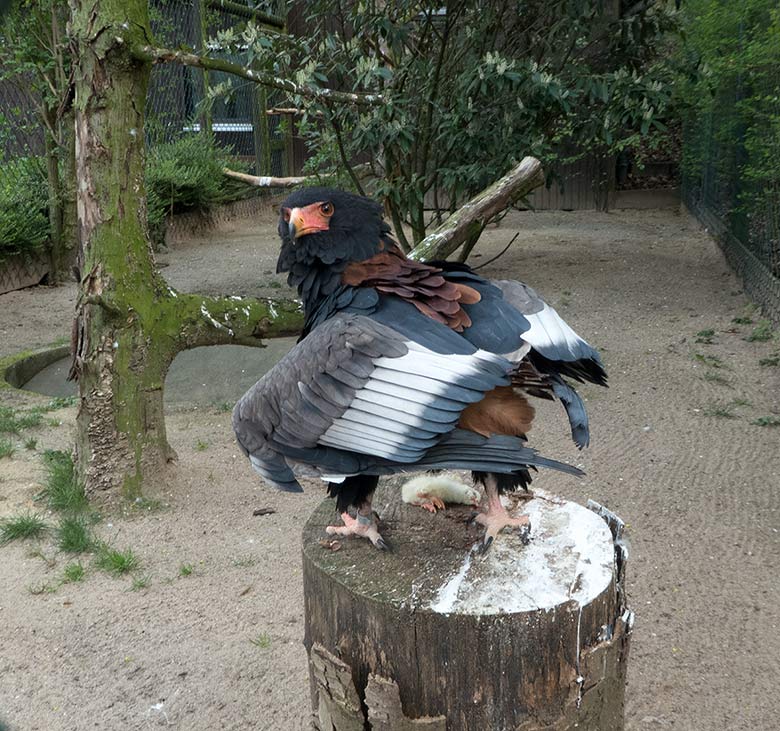 Gaukler-Weibchen am 13. April 2019 in der Greifvogelvoliere im Grünen Zoo Wuppertal