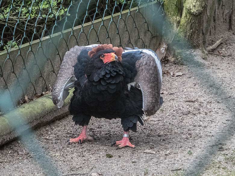 Gaukler-Weibchen ISIS am 17. Februar 2020 in der Greifvogel-Voliere im Wuppertaler Zoo