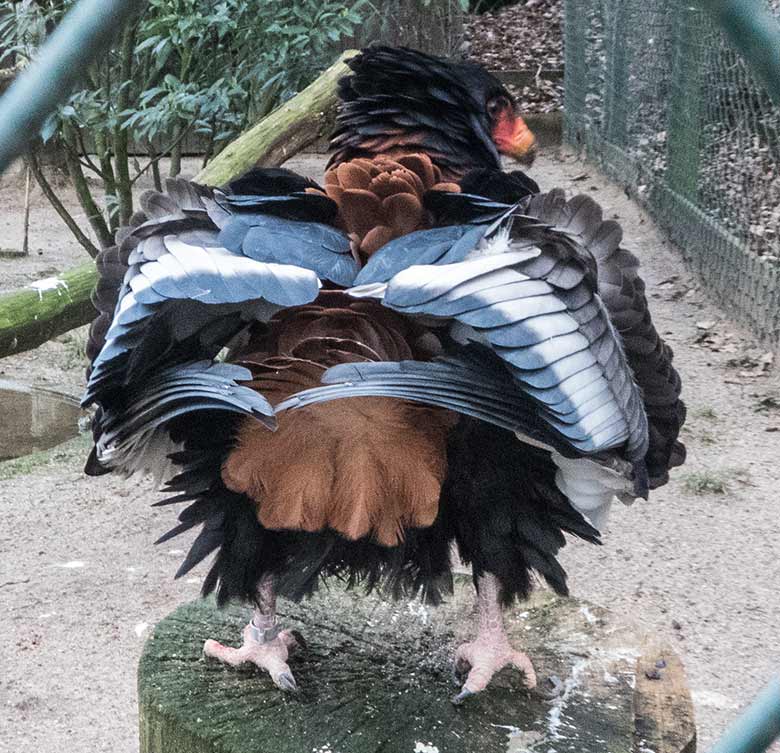 Gaukler-Weibchen ISIS am 19. Februar 2020 in der Greifvogel-Voliere im Grünen Zoo Wuppertal