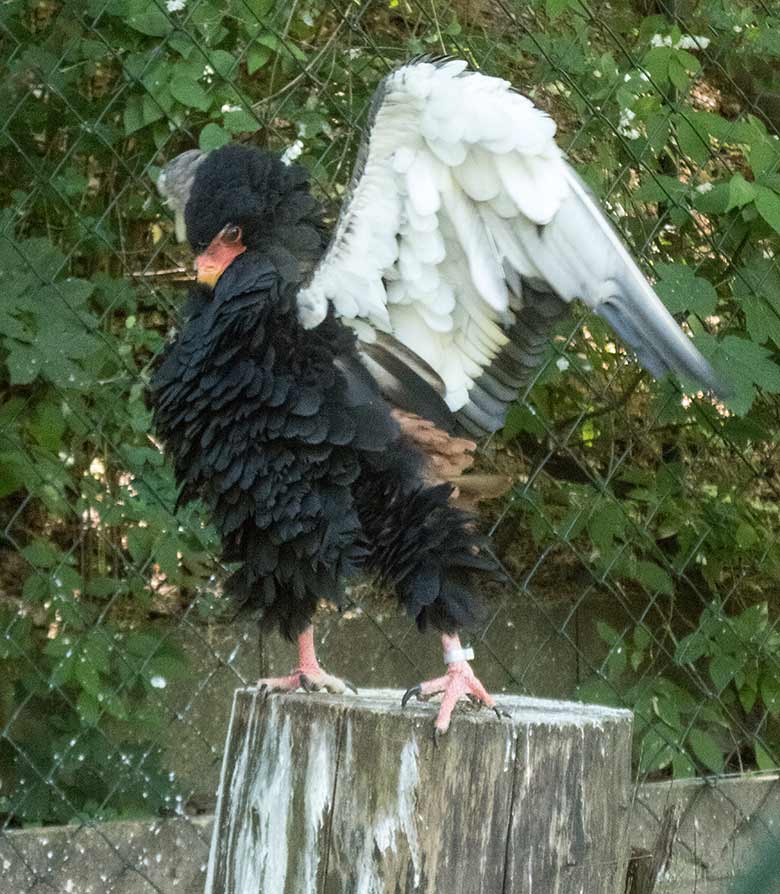 Gaukler-Weibchen ISIS am 28. Mai 2020 in der Greifvogel-Voliere im Zoologischen Garten Wuppertal