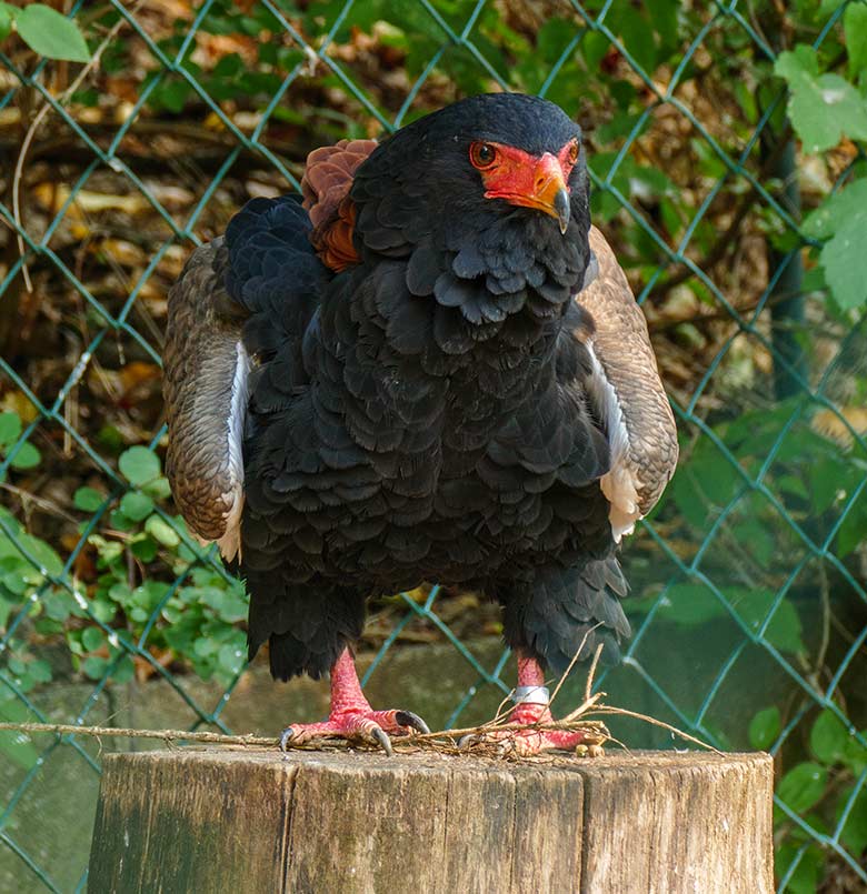 Gaukler-Weibchen ISIS am 16. September 2020 in der Greifvogel-Voliere im Zoologischen Garten Wuppertal