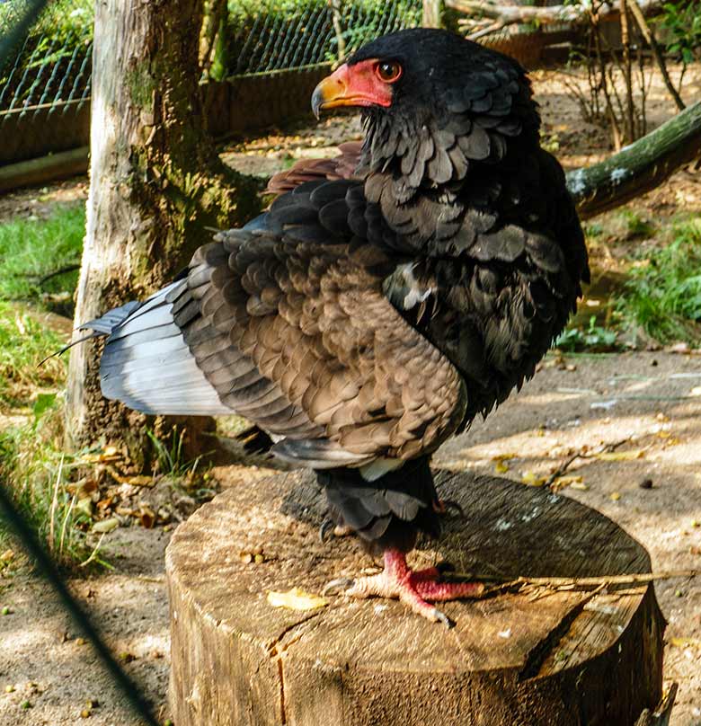 Gaukler-Weibchen ISIS am 16. September 2020 in der Greifvogel-Voliere im Wuppertaler Zoo