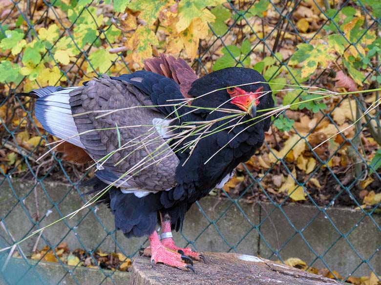 Gaukler-Weibchen ISIS am 27. Oktober 2020 in der Greifvogel-Voliere im Grünen Zoo Wuppertal