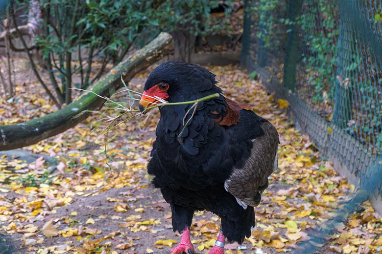 Gaukler-Weibchen ISIS am 27. Oktober 2020 in der Greifvogel-Voliere im Wuppertaler Zoo