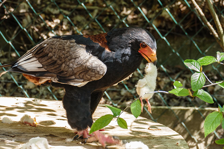 Gaukler-Weibchen ISIS mit Futter-Küken am 9. Mai 2021 in der rechten Greifvogel-Voliere im Zoologischen Garten Wuppertal