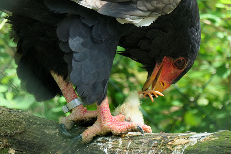 Gaukler-Weibchen ISIS mit Futter-Küken am 13. Mai 2021 in der rechten Greifvogel-Voliere im Grünen Zoo Wuppertal
